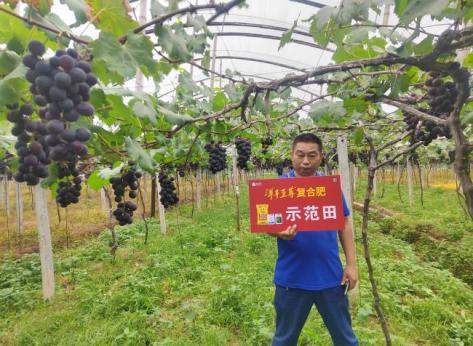 示范葡萄着色更早、着色更均匀.jpg