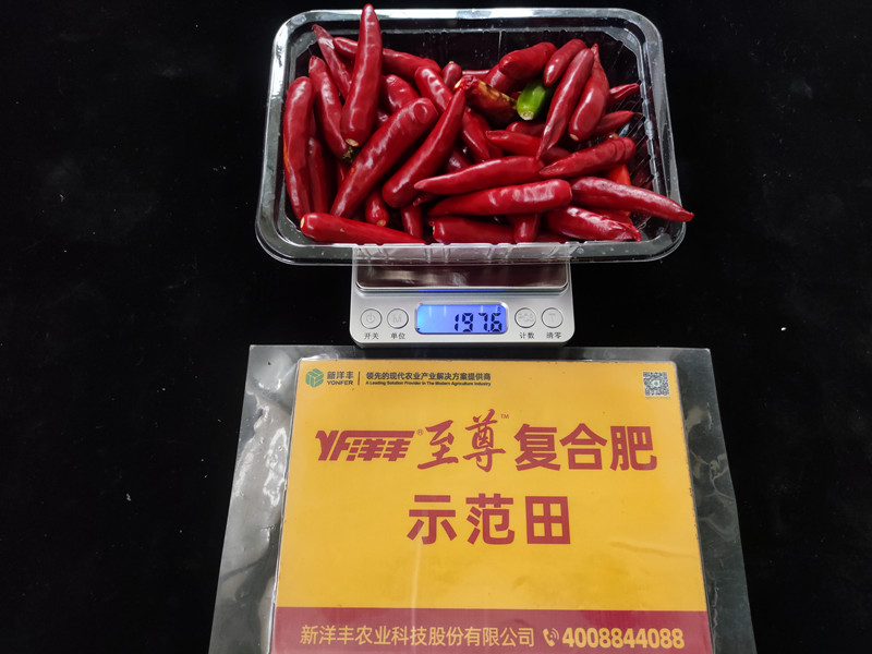 9月26日示范田整株鲜果重：197.6g，亩产395kg_副本.jpg